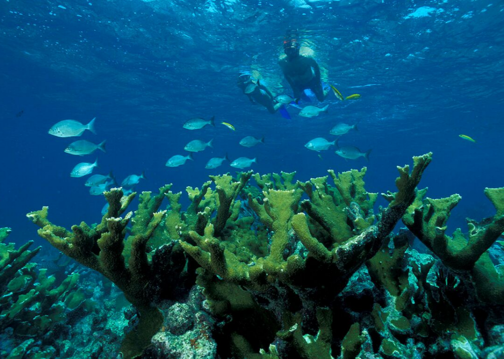 #36. Biscayne: Snorkel reefs and shipwrecks